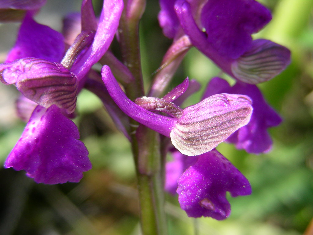 Orchis morio